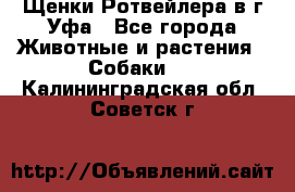 Щенки Ротвейлера в г.Уфа - Все города Животные и растения » Собаки   . Калининградская обл.,Советск г.